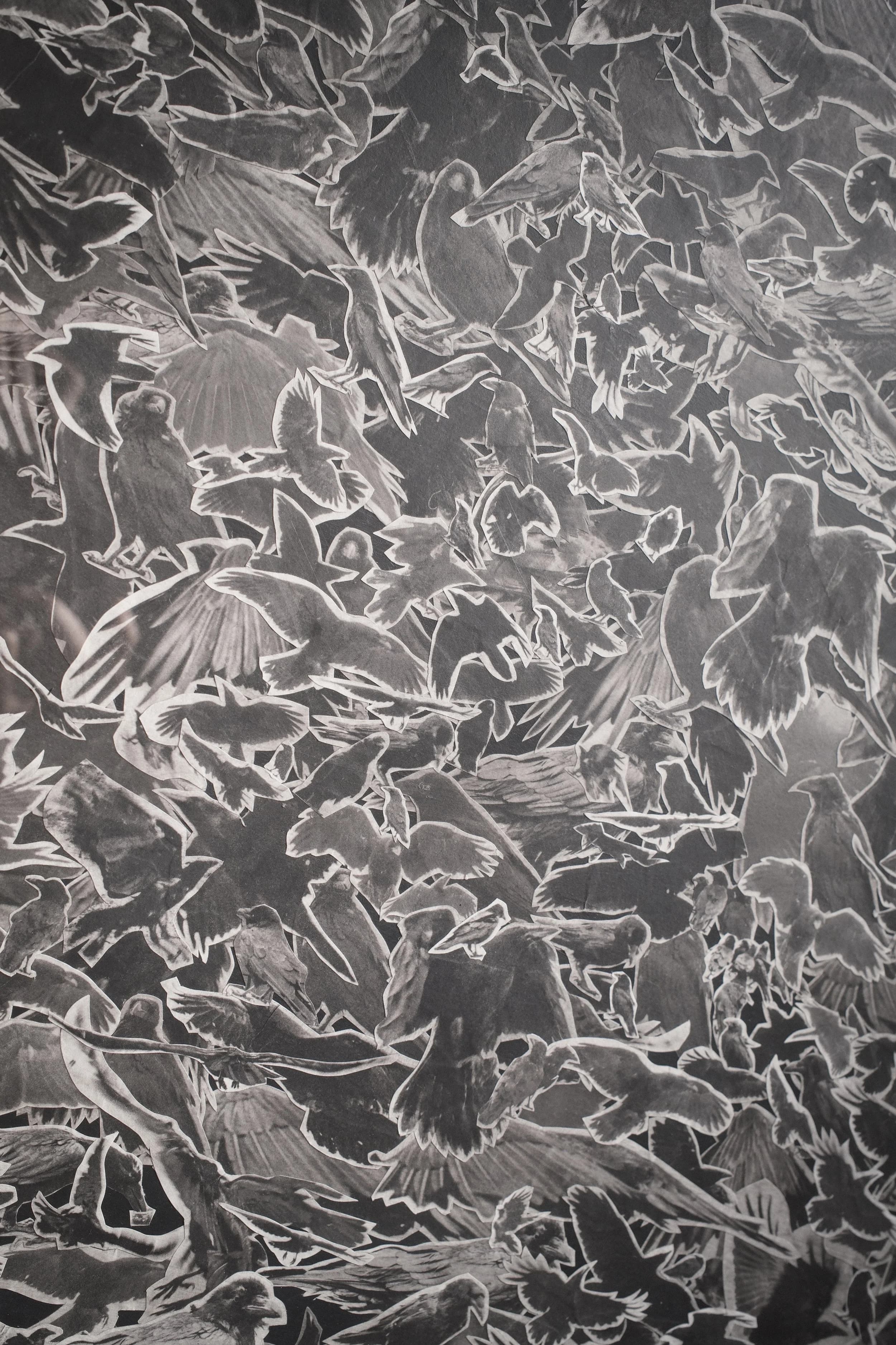 Corvus (Collage) 004