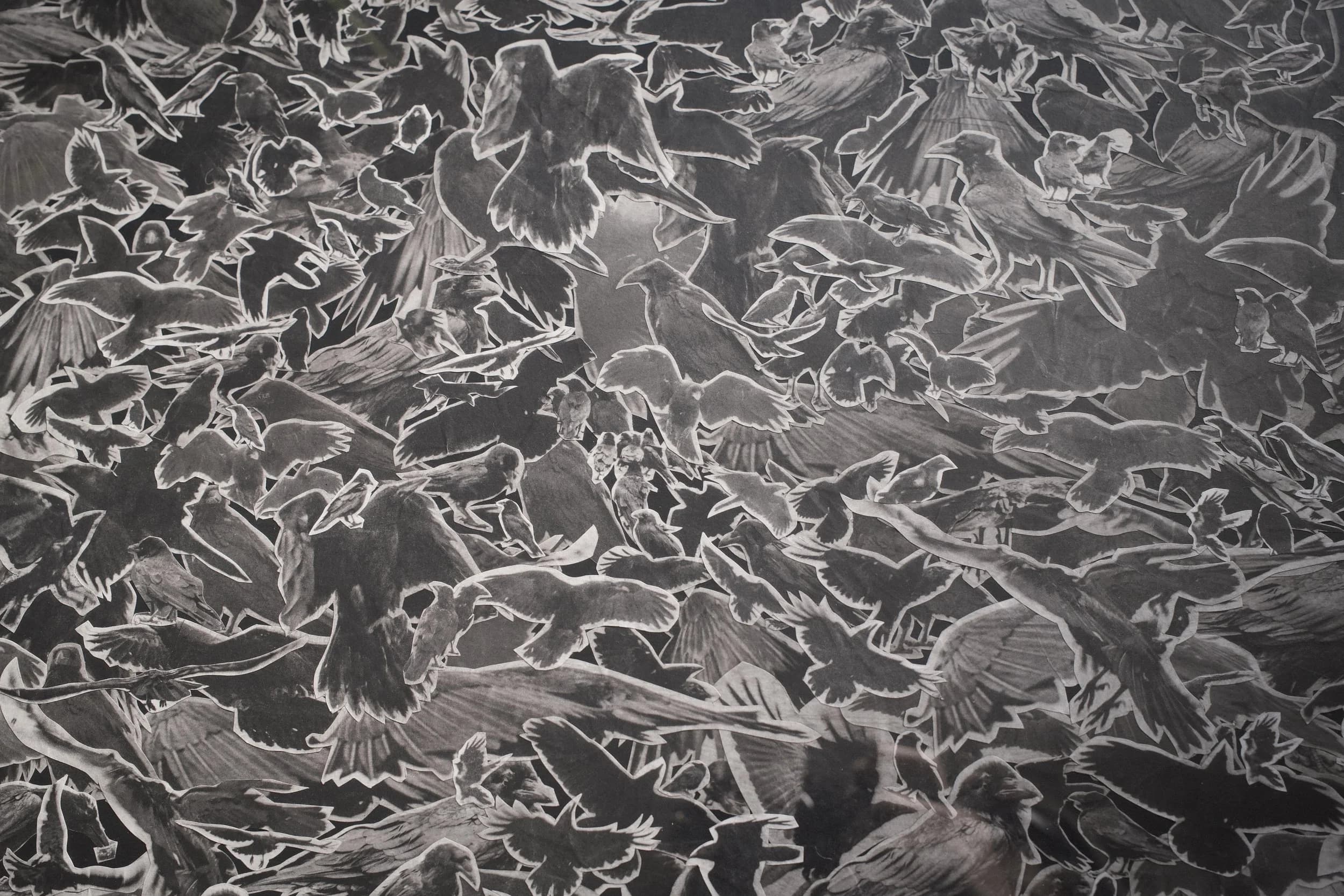 Corvus (Collage) 005