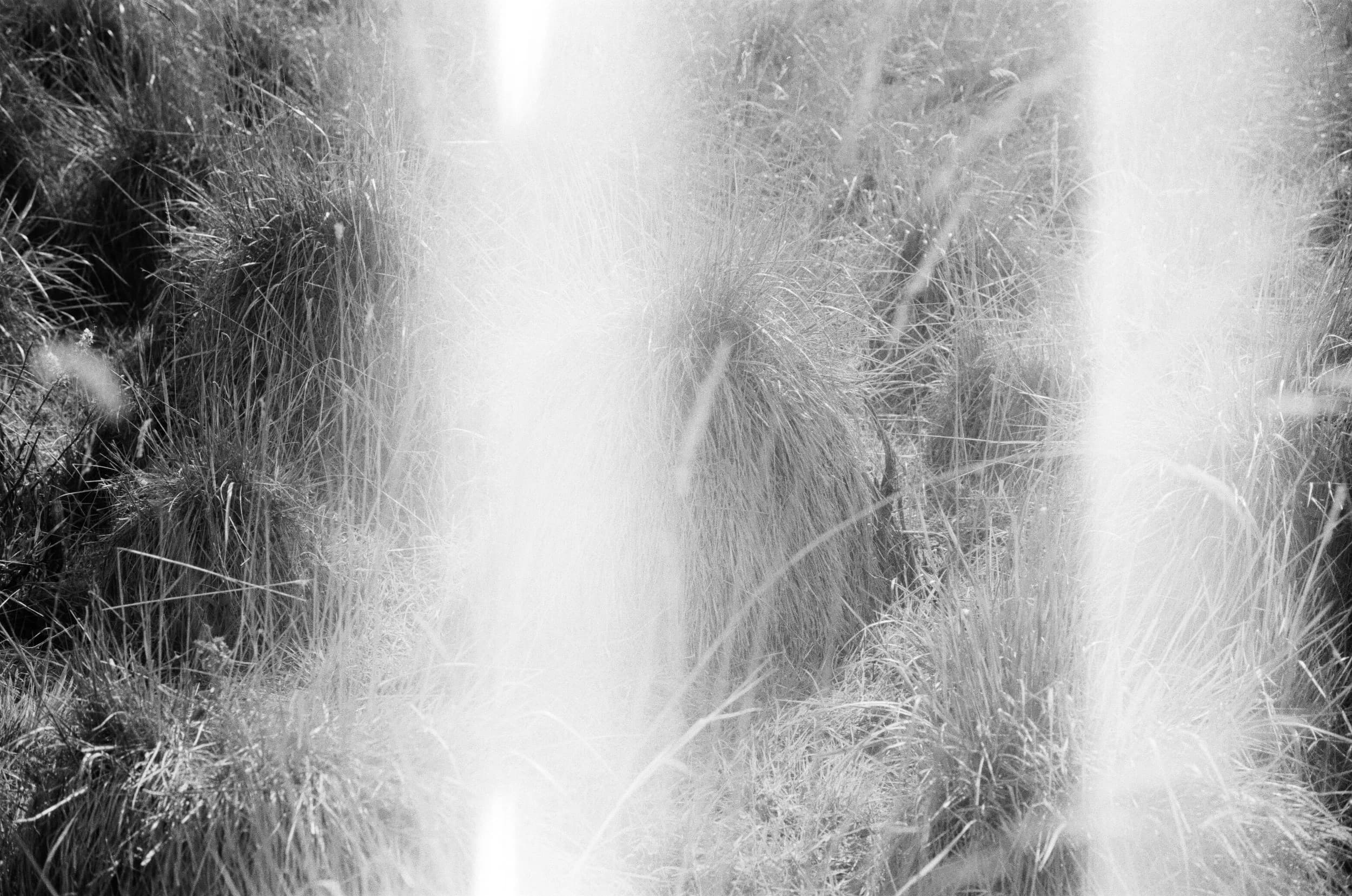 Leica SF: One Roll 002