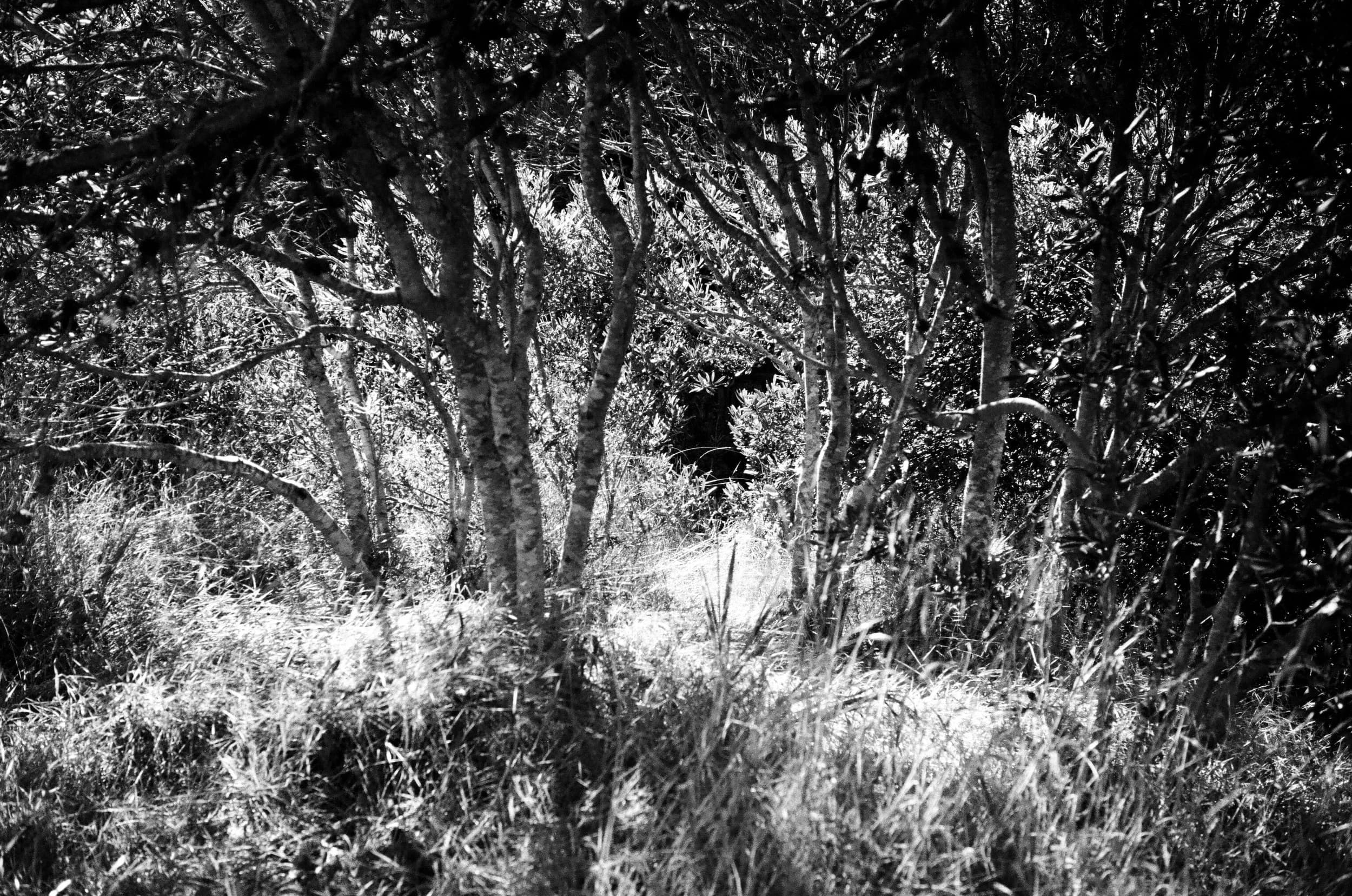 Leica SF: One Roll 012