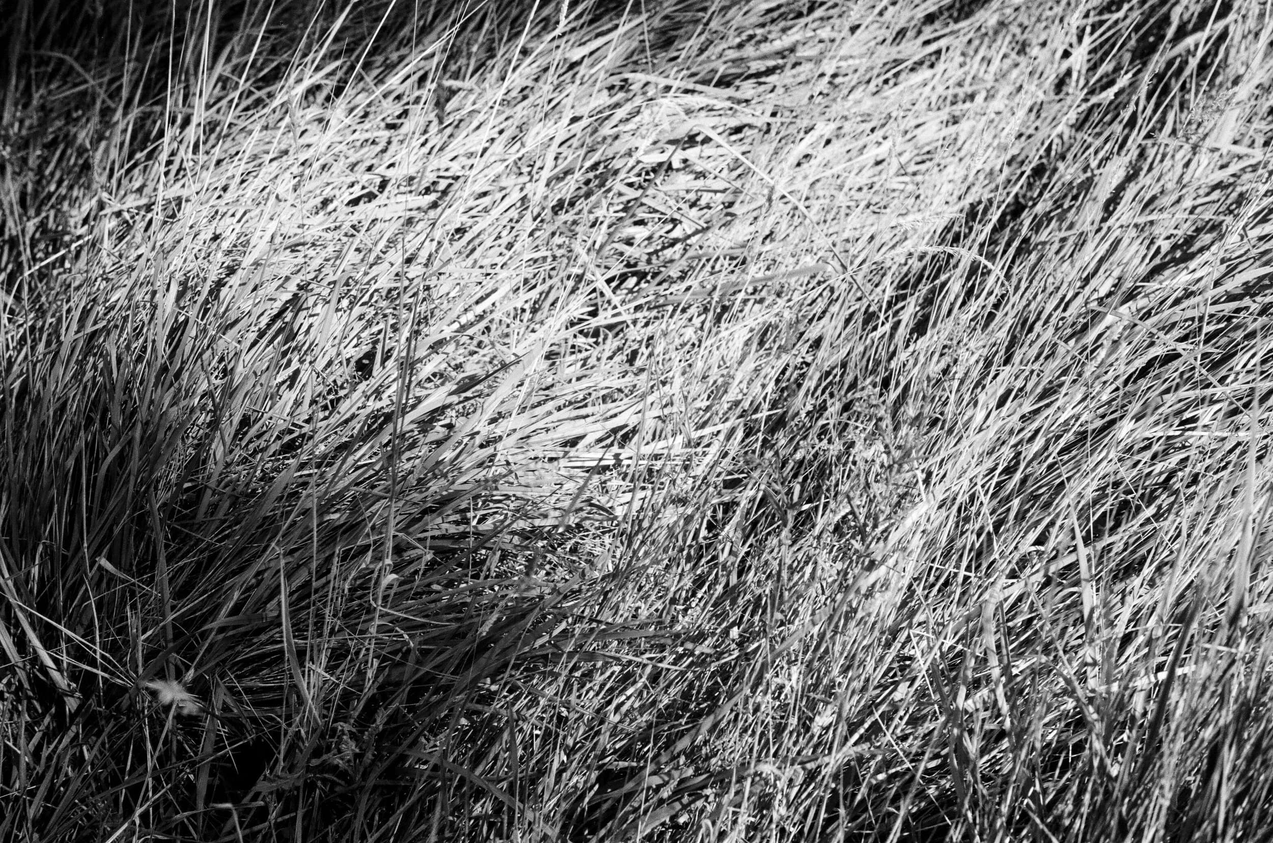 Leica SF: One Roll 013