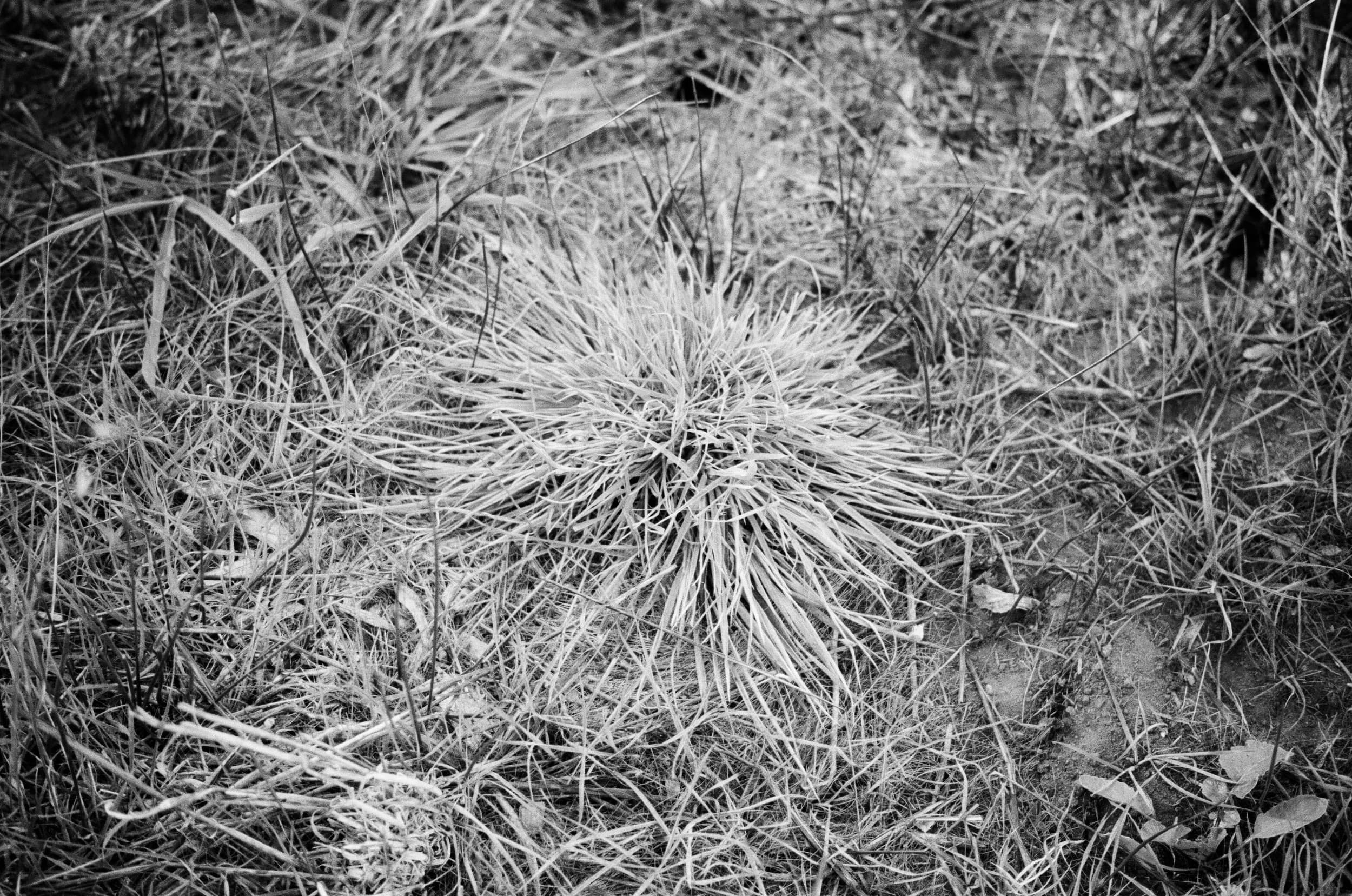 Leica SF: One Roll 015