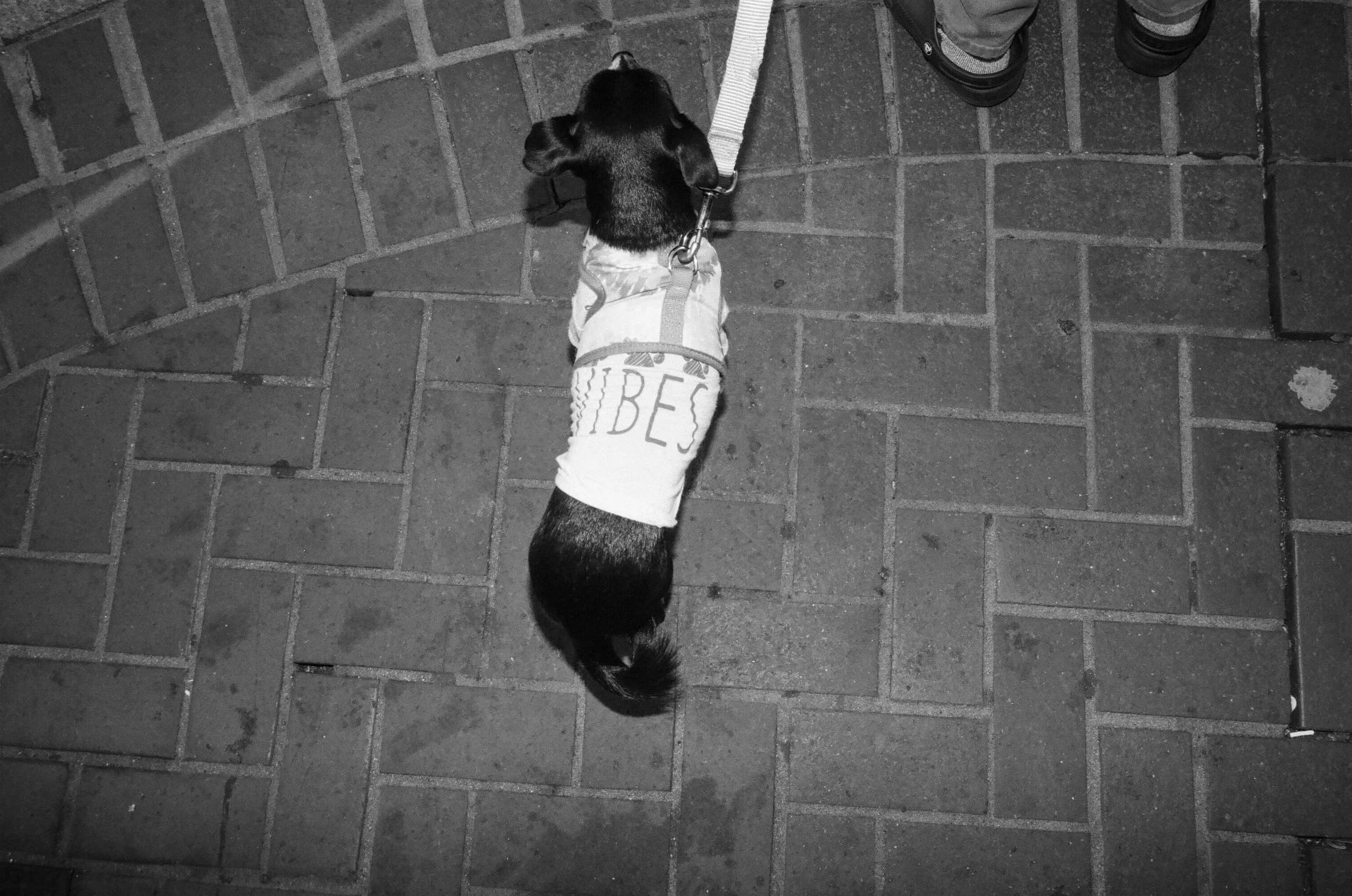 Leica SF: One Roll 007