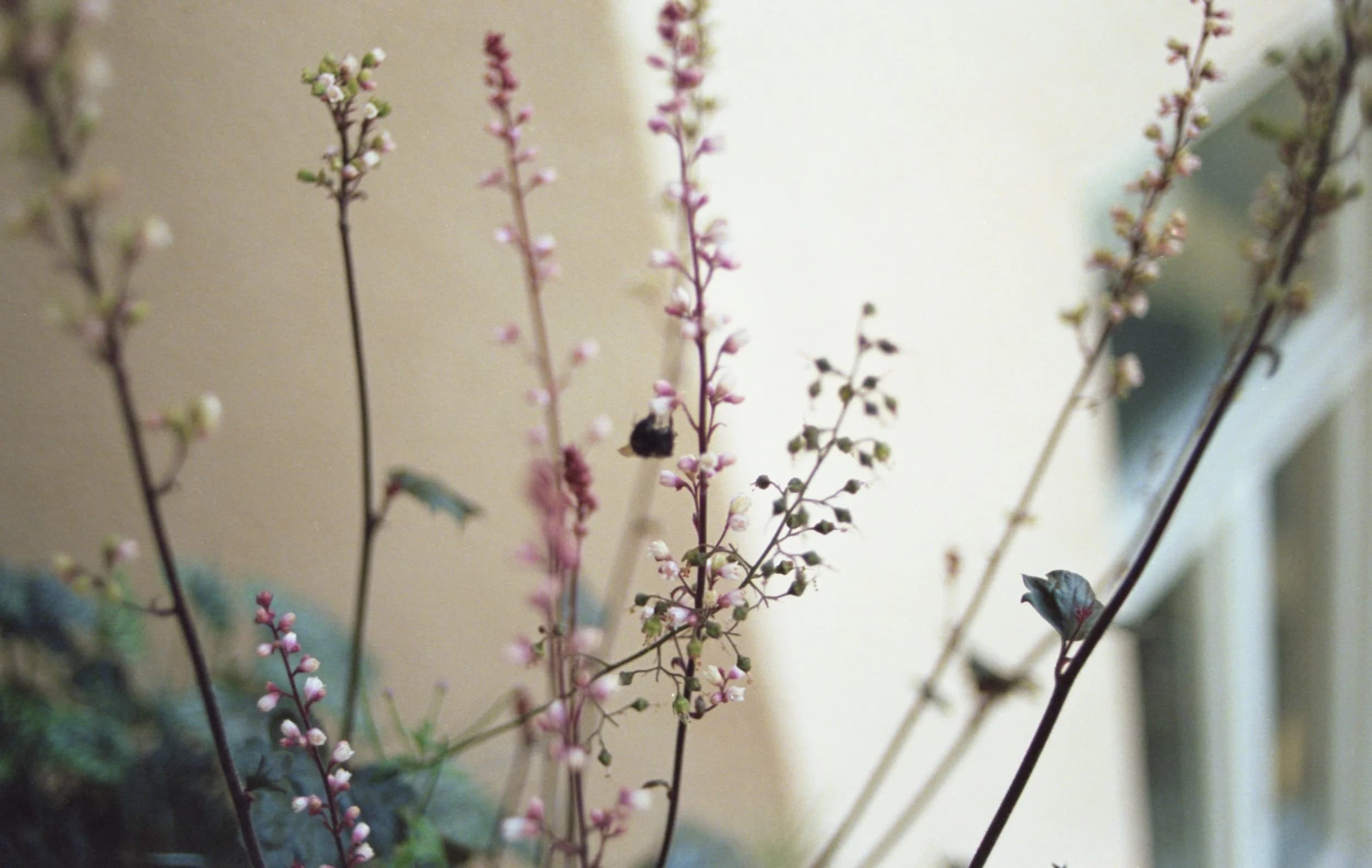 Sommar saga / summer story 003